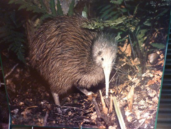 Kiwi Birdlife Park